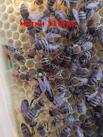 Ціна ще нижча на Бджолині матки ! Мукачево - изображение 1