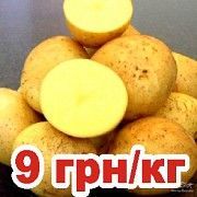 Продажа картошки Днепр