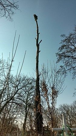 100% аккуратно спилим дерево любой сложности в Одессе Одесса - изображение 1