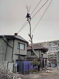 Спилить дерево любой сложности в Одессе - 100% аккуратно Одесса