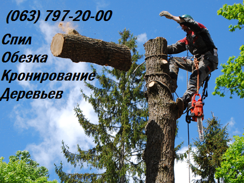 Спил, обрезка, кронирование деревьев Чернигов - изображение 1