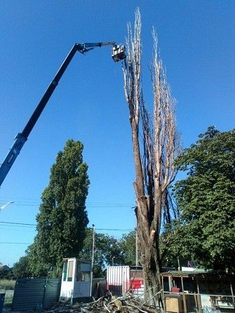 Спилим дерево любой сложности в Одессе. На 100% аккуратно Одесса - изображение 1