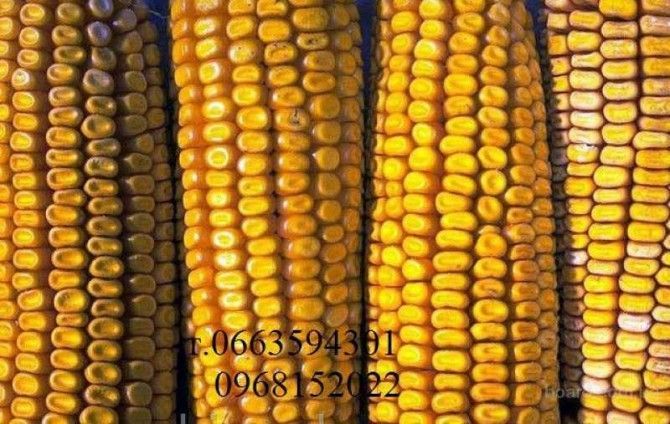 Продаются семена подсолнечника, пшеницы и кукурузы Киев - изображение 1
