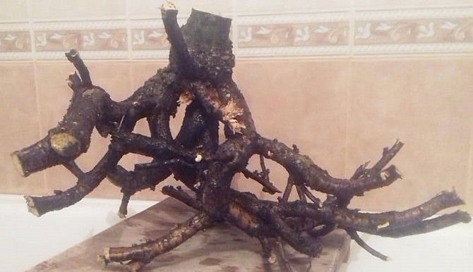 коряги Киев - изображение 1