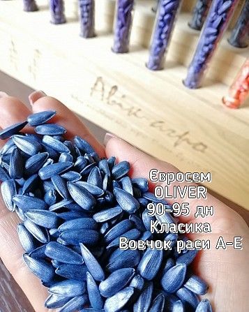 Ультраранній гібрид OLIVER, Євросем Кировоград - изображение 1