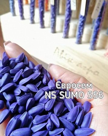 Соняшник NS Sumo 556, Євросем Кировоград - изображение 1
