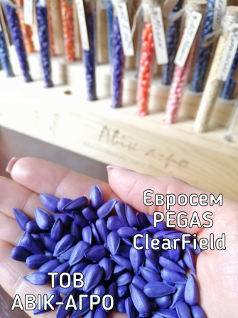 Соняшник під Clearfield Pegas, Євросем Кировоград - изображение 1