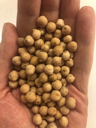 Продам нут сорт Розанна 30 тонн Киев - изображение 1
