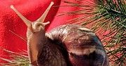 Улитки африканские ахатины, мох живой ягель, сфагнум, прикорм Київ