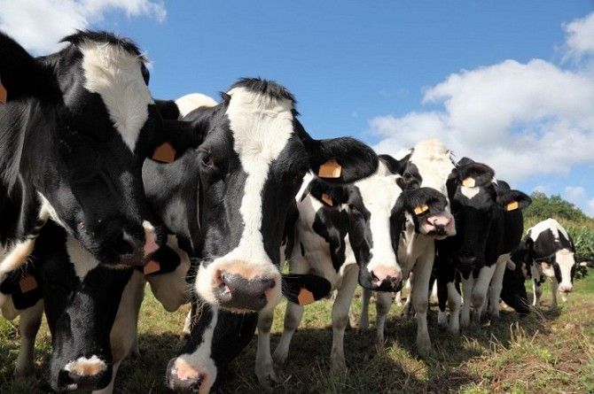 Продам телят голштинов на откорм Днепр - изображение 1