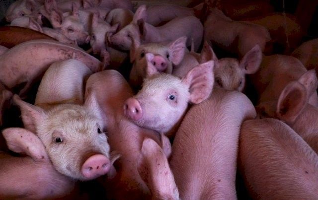 Продам поросят мясной породы. Поросята на откорм. Харьков - изображение 1