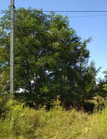 Продам участок Вита-Почтовая, Киевская область, Киево-Святошинский район Киев - изображение 1