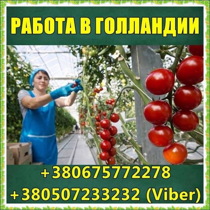 1500 €/месяц. Pабота в теплицах для мужчин и женщин. Харьков - изображение 1