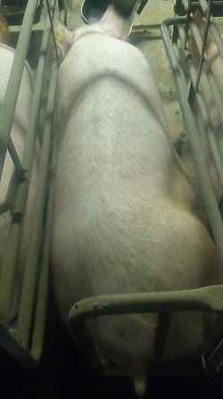 продам свиноматки Черкассы - изображение 1