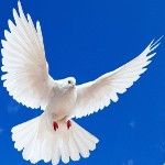 Создание сайтов Житомир - изображение 1