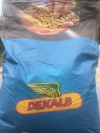 Семена кукурузы Monsanto (Dekalb) ДКС 2960 ФАО 250 Киев - изображение 1