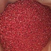 Семена кукурузы, насіння кукурудзи ТАР-349 Тернополь