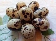 Инкубационные яйца белого Техасского бройлера Новая Одесса