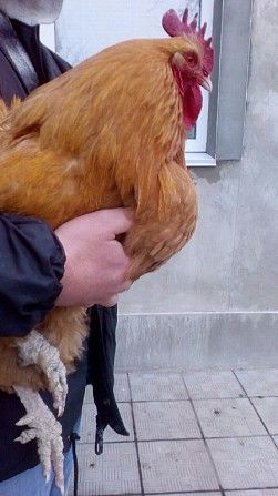 Яйца мясо-яичной породы Орпингтон Житомир - изображение 1