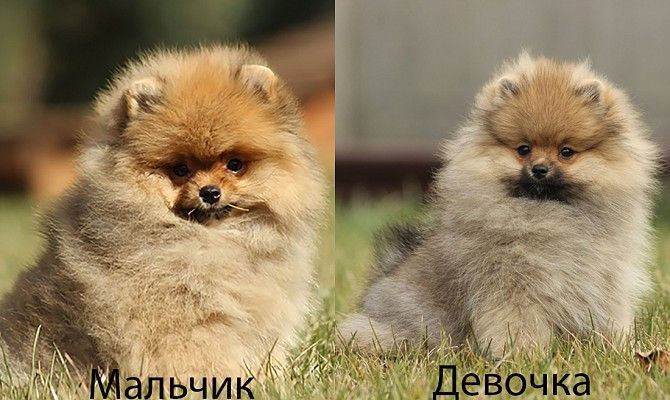 Шикарные малыши померанских шпицев Харьков - изображение 1
