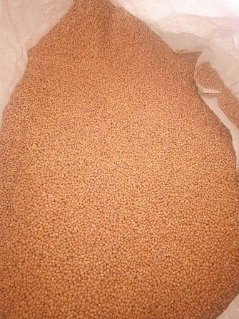 Продам семена проса Вольногорск - изображение 1