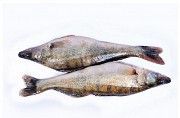 Риба свіжа річкова гуртовий продаж Тернополь
