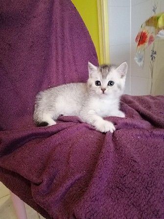 Британские шыншылки Киев - изображение 1