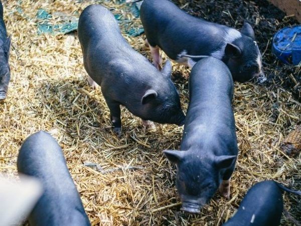 Поросята недорого срочно Запорожье - изображение 1