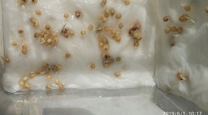 Просо семена Омрияне, Padovan Niger, Белая Альтанка Дніпро - изображение 1