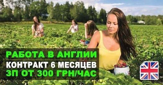 Сбор ягод в Англии Київ - изображение 1
