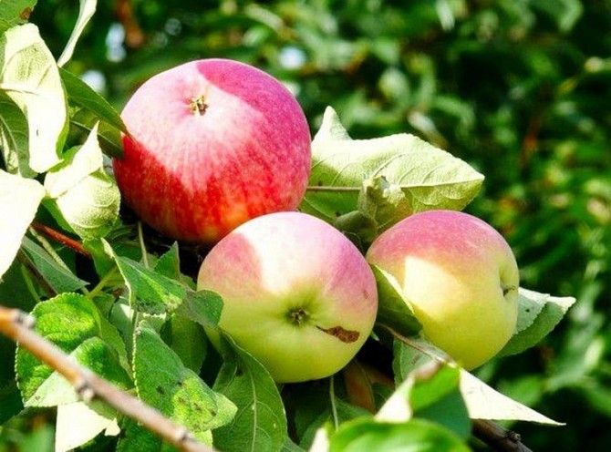 продажа саженцев плодово-ягодных культур Артёмовск - изображение 1