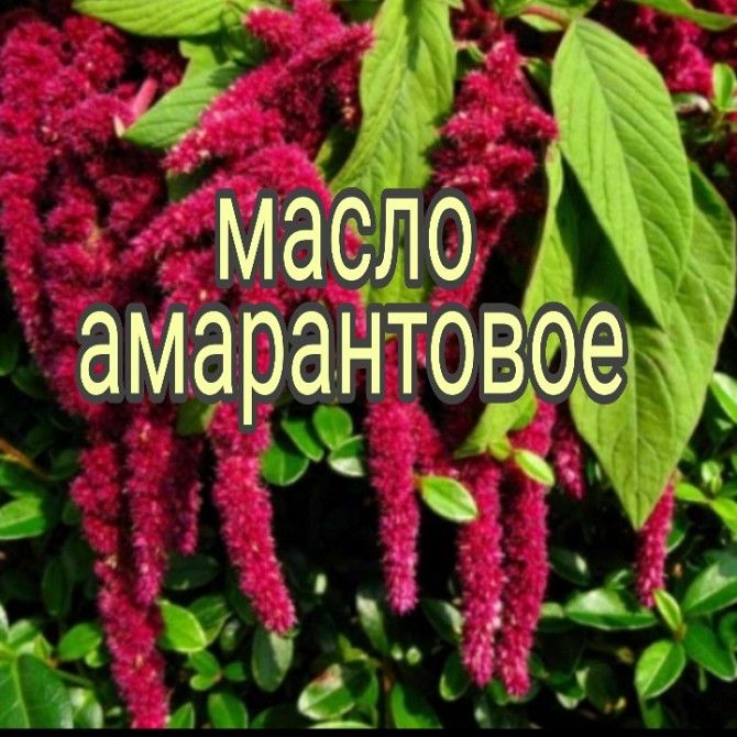 Амарантовое масло Харьков - изображение 1