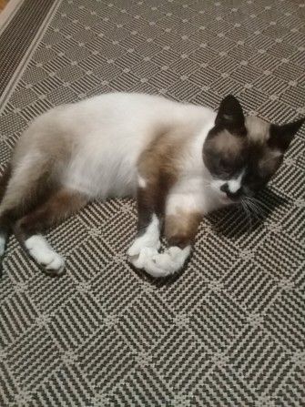 Отдам сиамскую кошку в хорошие руки Полтава - изображение 1