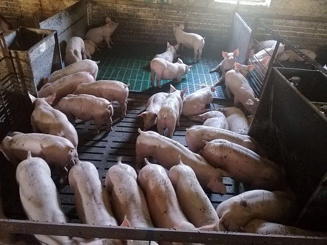 PIC, DanBred поросята опт Черкассы - изображение 1