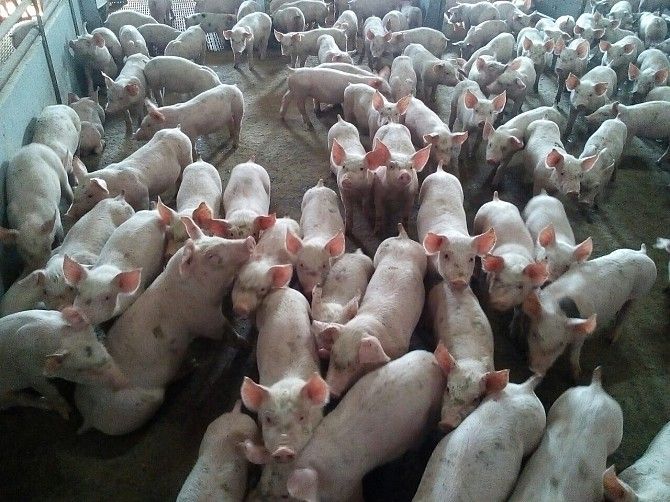 Поросята генетики PIC, DanBred. Киев - изображение 1