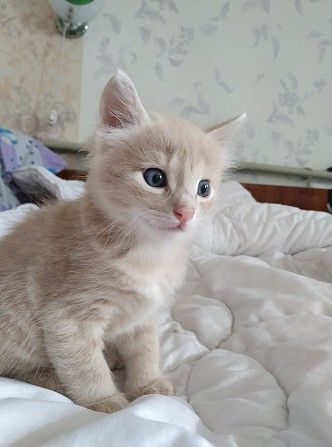 Красивый персиковый котенок (кот) Дніпро - изображение 1