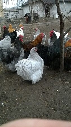 Подрощенные цыплята породистых кур орпингтонов,ливенских Киев - изображение 1