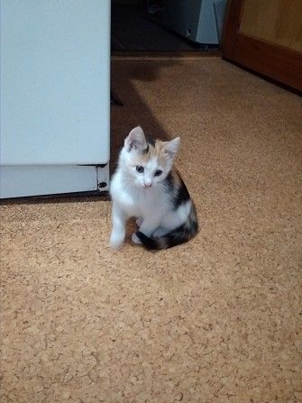котенок, отдам в хорошие руки Харьков - изображение 1