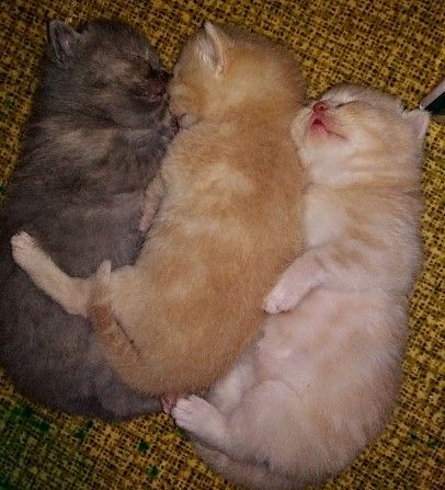 британские котята Сумы - изображение 1
