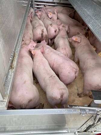 Поросята DanBred. Поросята PIC Сумы - изображение 1