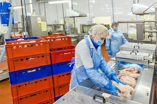 Сотрудники для разбора куриной продукции в Млаве Кривой Рог - изображение 1