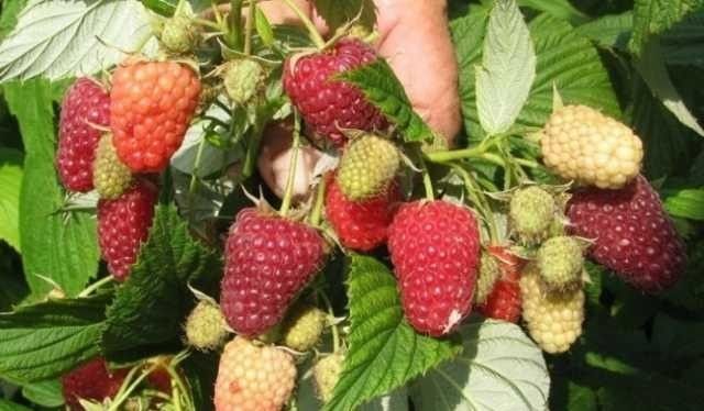 Продам саженцы малины сорт Полка Днепр - изображение 1