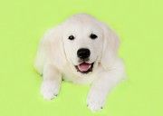 Видео! Кремовый Зефир, идеальная собака для всей семьи, золотистый ретривер, щенки. Киев