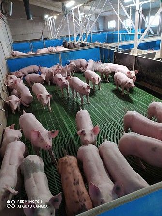 Поросята генетики DanBred, PIC великими партіями Запорожье - изображение 1