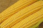 Куплю кукурузу. Продать кукурузу. Киев