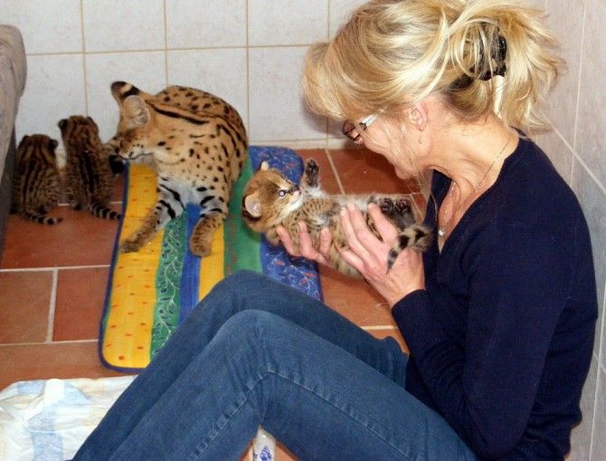 Продам котят Сервала Киев - изображение 1