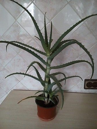 продам Алое 2х и 3х летние для лечебных целей Киев - изображение 1