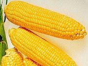 Закупаем кукурузу в Украине Херсон