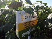 Семена подсолнечника СИ Купава от Syngenta Кировоград