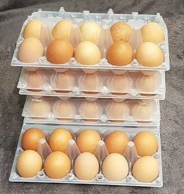 Яйца домашних курочек Дніпро - изображение 1